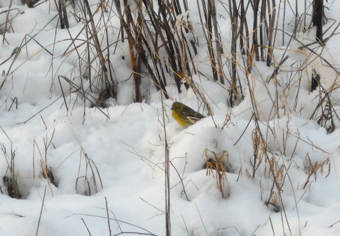 Verzellino nella neve